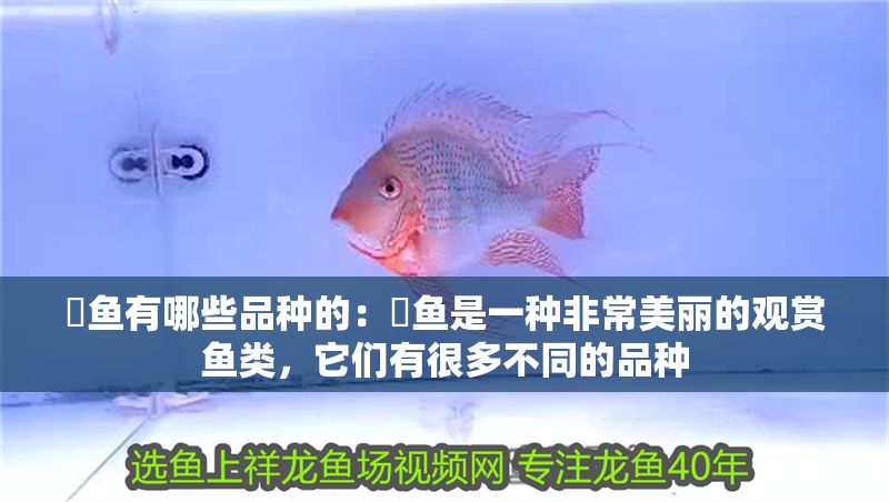 魟魚有哪些品種的:魟魚是一種非常美麗的觀賞魚類,它們有很多不同的品種 魟魚百科 第2張 魟魚有哪些品種的:魟魚是一種非常美麗的觀賞魚類,它們有很多不同的品種 魟魚有哪些品種的:魟魚是一種非常美麗的觀賞魚類,它們有很多不同的品種 魟魚百科 第2張