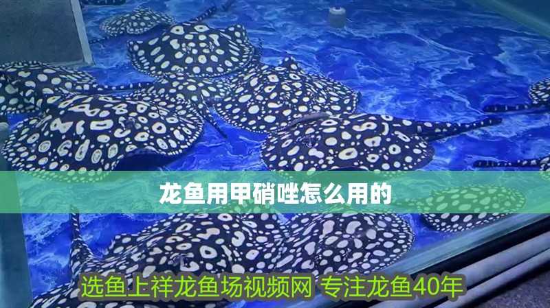 龍魚(yú)用甲硝唑怎么用的 龍魚(yú)用甲硝唑怎么用的 龍魚(yú)百科 第2張