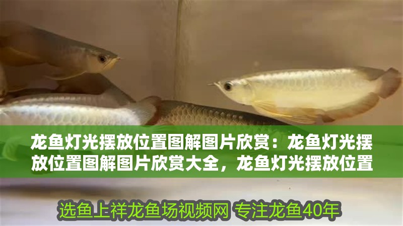 龍魚燈光擺放位置圖解圖片欣賞：龍魚燈光擺放位置圖解圖片欣賞大全，龍魚燈光擺放位置全解析與圖 龍魚燈光擺放位置圖解圖片欣賞：龍魚燈光擺放位置圖解圖片欣賞大全，龍魚燈光擺放位置全解析與圖 水族問答