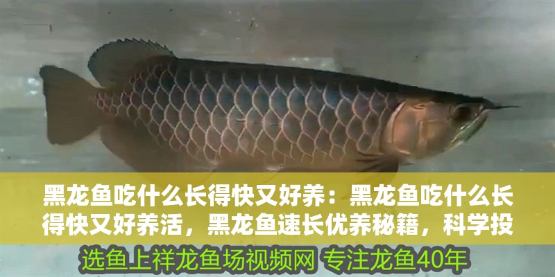 黑龍魚吃什么長得快又好養(yǎng)：黑龍魚吃什么長得快又好養(yǎng)活，黑龍魚速長優(yōu)養(yǎng)秘籍，科學(xué)投喂指南