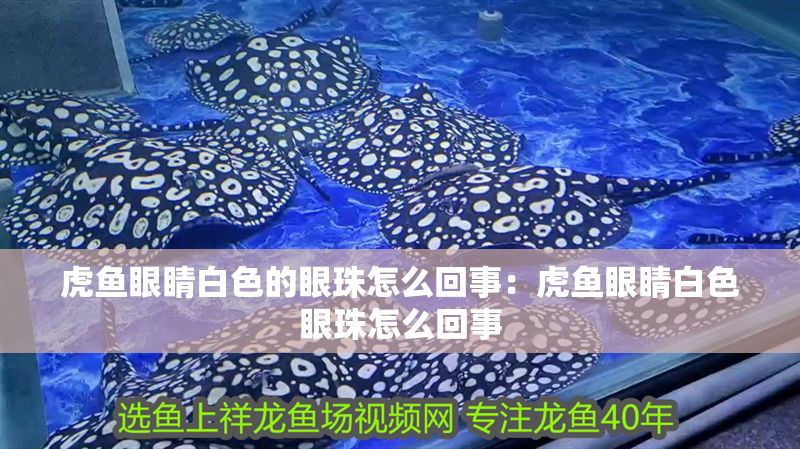 虎魚眼睛白色的眼珠怎么回事：虎魚眼睛白色眼珠怎么回事 虎魚眼睛白色的眼珠怎么回事：虎魚眼睛白色眼珠怎么回事 虎魚百科 第2張