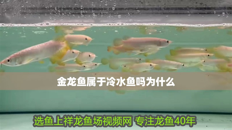 金龍魚屬于冷水魚嗎為什么