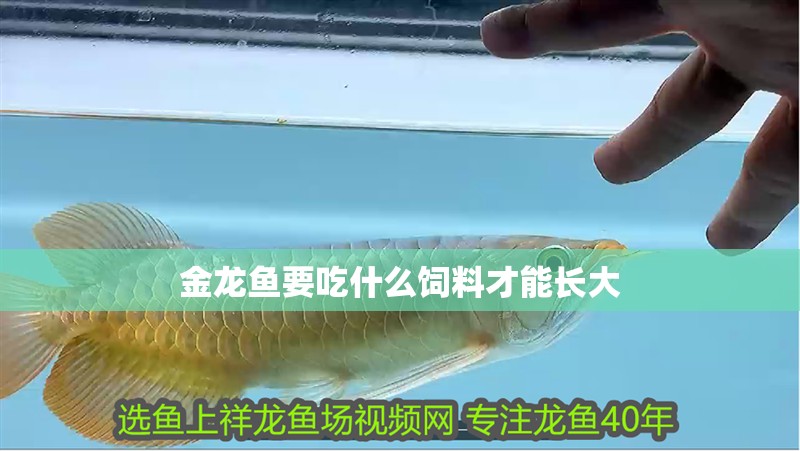 金龍魚(yú)要吃什么飼料才能長(zhǎng)大