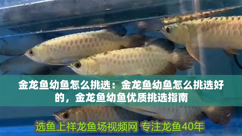 金龍魚(yú)幼魚(yú)怎么挑選：金龍魚(yú)幼魚(yú)怎么挑選好的，金龍魚(yú)幼魚(yú)優(yōu)質(zhì)挑選指南