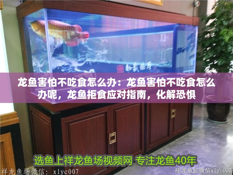 龍魚害怕不吃食怎么辦：龍魚害怕不吃食怎么辦呢，龍魚拒食應對指南，化解恐懼 龍魚害怕不吃食怎么辦：龍魚害怕不吃食怎么辦呢，龍魚拒食應對指南，化解恐懼 水族問答
