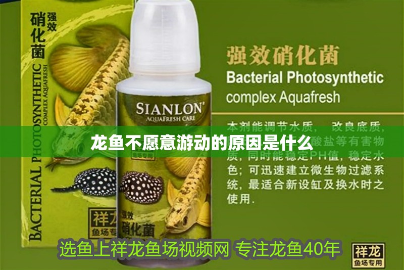 龍魚不愿意游動的原因是什么
