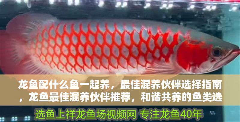 龍魚配什么魚一起養，最佳混養伙伴選擇指南，龍魚最佳混養伙伴推薦，和諧共養的魚類選擇指南