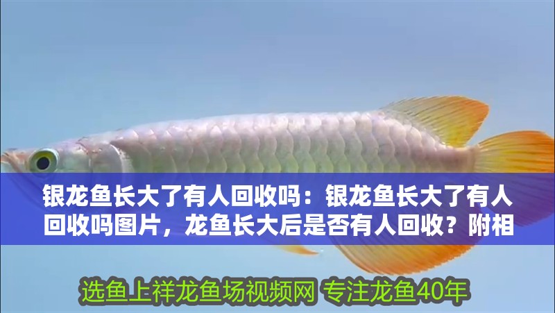 銀龍魚長大了有人回收嗎：銀龍魚長大了有人回收嗎圖片，龍魚長大后是否有人回收？附相關