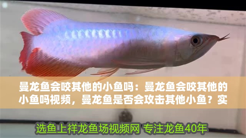 曼龍魚會咬其他的小魚嗎：曼龍魚會咬其他的小魚嗎視頻，曼龍魚是否會攻擊其他小魚？實拍視頻揭曉答案 曼龍魚會咬其他的小魚嗎：曼龍魚會咬其他的小魚嗎視頻，曼龍魚是否會攻擊其他小魚？實拍視頻揭曉答案 水族問答
