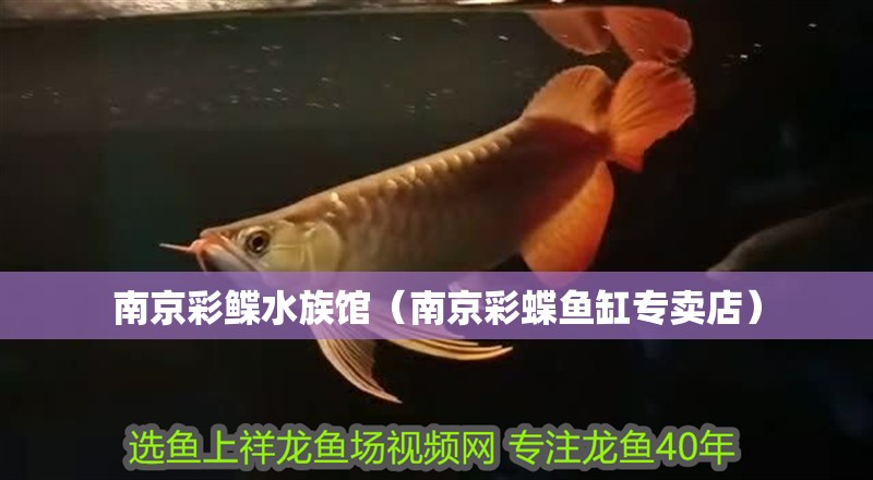 南京彩鰈水族館（南京彩蝶魚缸專賣店）
