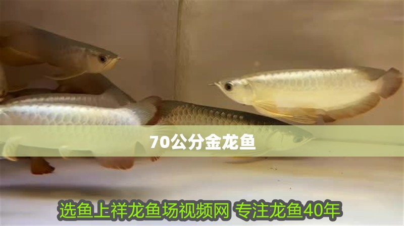 70公分金龍魚 70公分金龍魚 龍魚百科 第2張