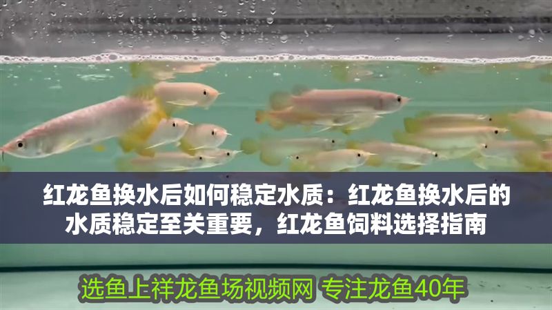 紅龍魚換水后如何穩定水質：紅龍魚換水后的水質穩定至關重要，紅龍魚飼料選擇指南 紅龍魚換水后如何穩定水質：紅龍魚換水后的水質穩定至關重要，紅龍魚飼料選擇指南 紅龍魚百科 第2張