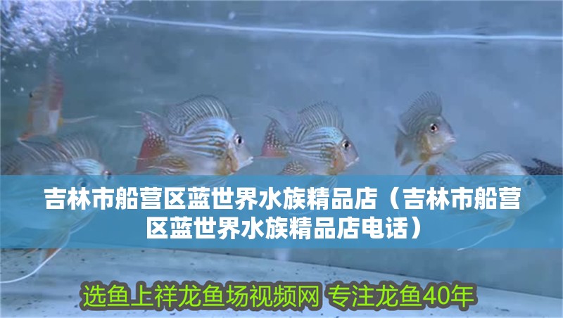 吉林市船營區藍世界水族精品店（吉林市船營區藍世界水族精品店電話） 吉林市船營區藍世界水族精品店（吉林市船營區藍世界水族精品店電話） 全國水族館企業名錄 第2張