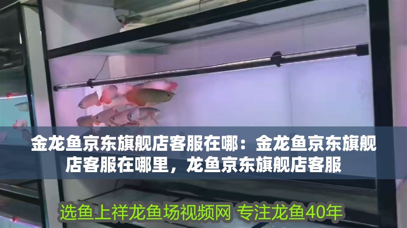金龍魚京東旗艦店客服在哪：金龍魚京東旗艦店客服在哪里，龍魚京東旗艦店客服