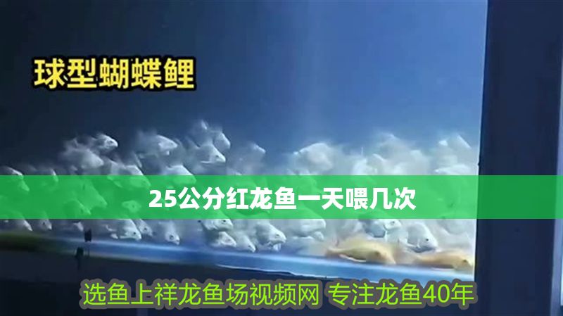 25公分紅龍魚一天喂幾次 25公分紅龍魚一天喂幾次 龍魚百科 第2張