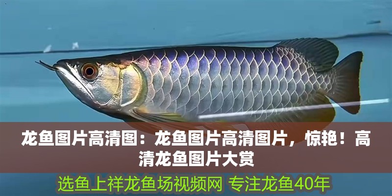 龍魚圖片高清圖:龍魚圖片高清圖片,驚艷!高清龍魚圖片大賞 水族問答 龍魚圖片高清圖:龍魚圖片高清圖片,驚艷!高清龍魚圖片大賞 龍魚圖片高清圖:龍魚圖片高清圖片,驚艷!高清龍魚圖片大賞 水族問答