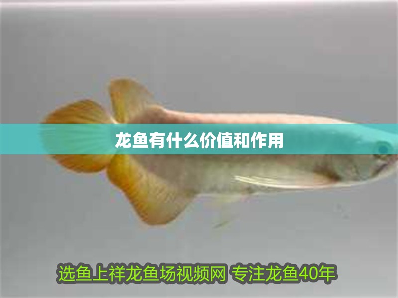 龍魚有什么價值和作用