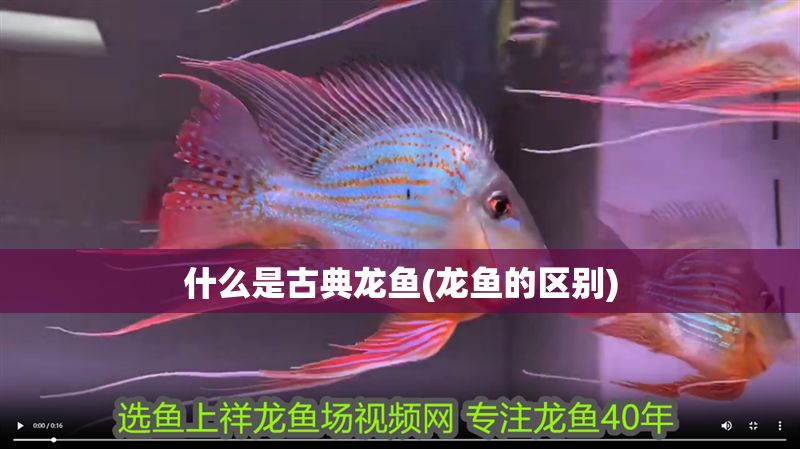 什么是古典龍魚(龍魚的區別)