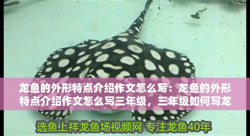 龍魚的外形特點介紹作文怎么寫：龍魚的外形特點介紹作文怎么寫三年級，三年級如何寫龍魚外形特點介紹作文