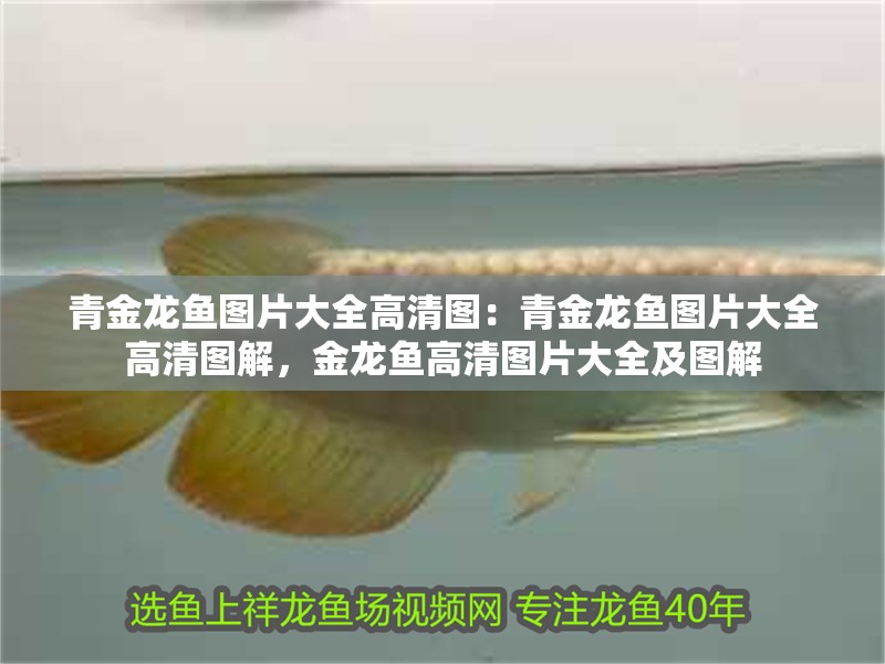 青金龍魚圖片大全高清圖：青金龍魚圖片大全高清圖解，金龍魚高清圖片大全及圖解