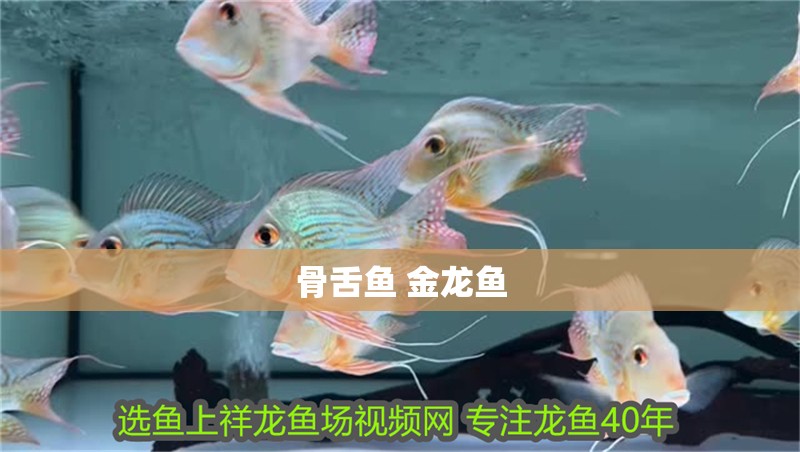 骨舌魚 金龍魚 龍魚百科 第2張 骨舌魚 金龍魚 骨舌魚 金龍魚 龍魚百科 第2張