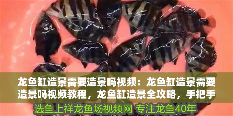 [2025]一波印尼小紅龍：印尼小紅龍的生態(tài)習(xí)性 [2025]一波印尼小紅龍：印尼小紅龍的生態(tài)習(xí)性 龍魚論壇