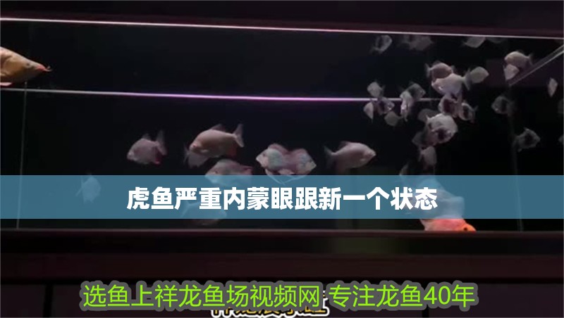 虎魚嚴(yán)重內(nèi)蒙眼跟新一個(gè)狀態(tài)