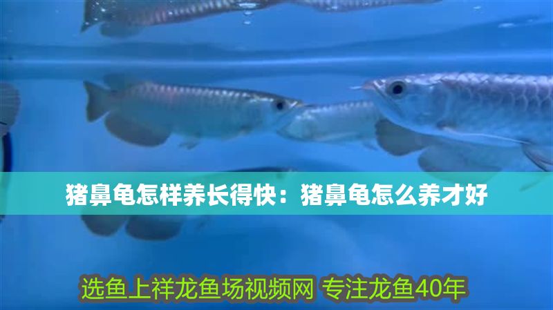 豬鼻龜怎樣養長得快:豬鼻龜怎么養才好 豬鼻龜百科 第1張 豬鼻龜怎樣養長得快:豬鼻龜怎么養才好 豬鼻龜怎樣養長得快:豬鼻龜怎么養才好 豬鼻龜百科 第1張