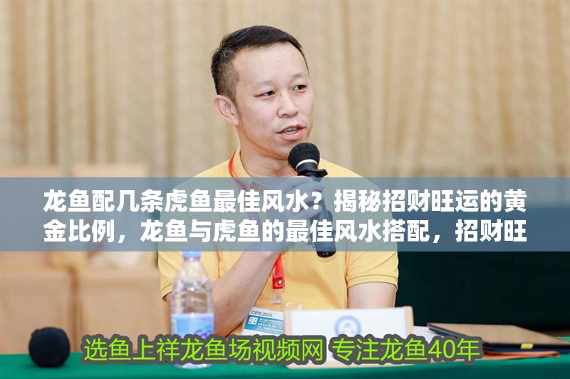 龍魚配幾條虎魚最佳風(fēng)水？揭秘招財旺運的黃金比例，龍魚與虎魚的最佳風(fēng)水搭配，招財旺運的黃金比例揭秘 龍魚配幾條虎魚最佳風(fēng)水？揭秘招財旺運的黃金比例，龍魚與虎魚的最佳風(fēng)水搭配，招財旺運的黃金比例揭秘 龍魚百科 第1張
