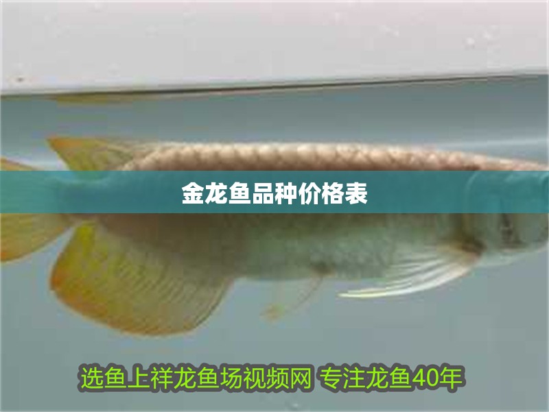 金龍魚品種價格表 龍魚百科 第2張 金龍魚品種價格表 金龍魚品種價格表 龍魚百科 第2張