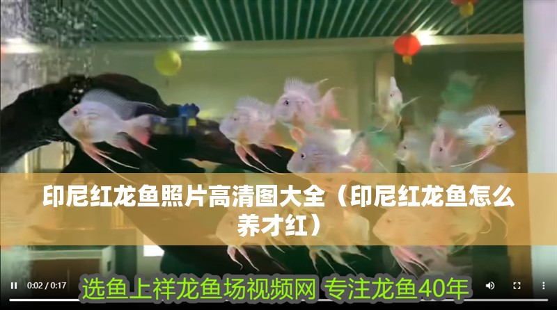 印尼紅龍魚照片高清圖大全（印尼紅龍魚怎么養(yǎng)才紅）