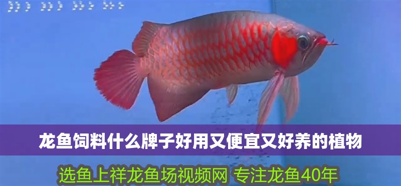 龍魚飼料什么牌子好用又便宜又好養的植物