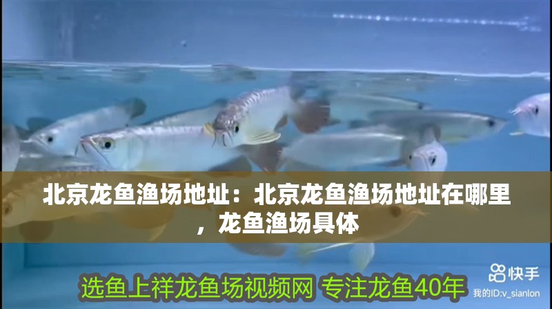 北京龍魚漁場地址：北京龍魚漁場地址在哪里，龍魚漁場具體