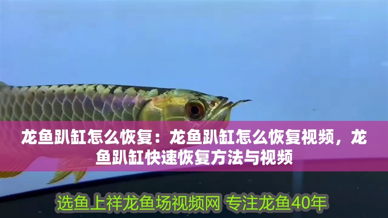 龍魚趴缸怎么恢復：龍魚趴缸怎么恢復視頻，龍魚趴缸快速恢復方法與視頻