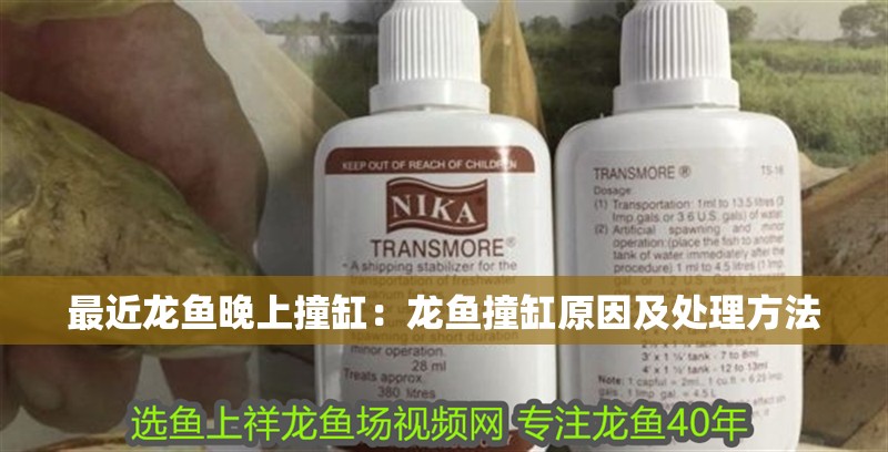 最近龍魚晚上撞缸：龍魚撞缸原因及處理方法