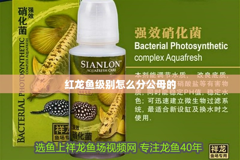 紅龍魚級別怎么分公母的