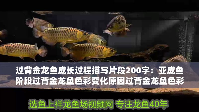 過背金龍魚成長過程描寫片段200字：亞成魚階段過背金龍魚色彩變化原因過背金龍魚色彩變化