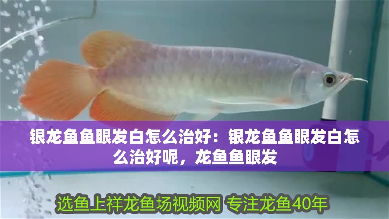 銀龍魚魚眼發白怎么治好：銀龍魚魚眼發白怎么治好呢，龍魚魚眼發