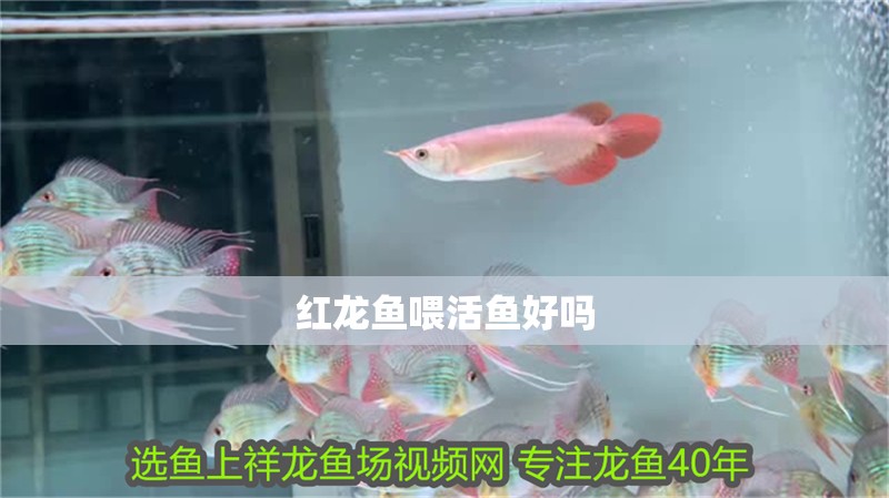 紅龍魚喂活魚好嗎 紅龍魚喂活魚好嗎 龍魚百科 第2張