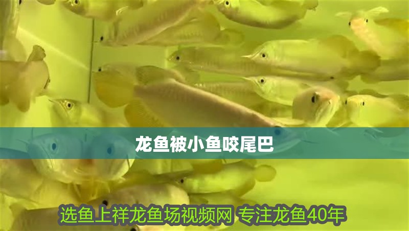 龍魚被小魚咬尾巴