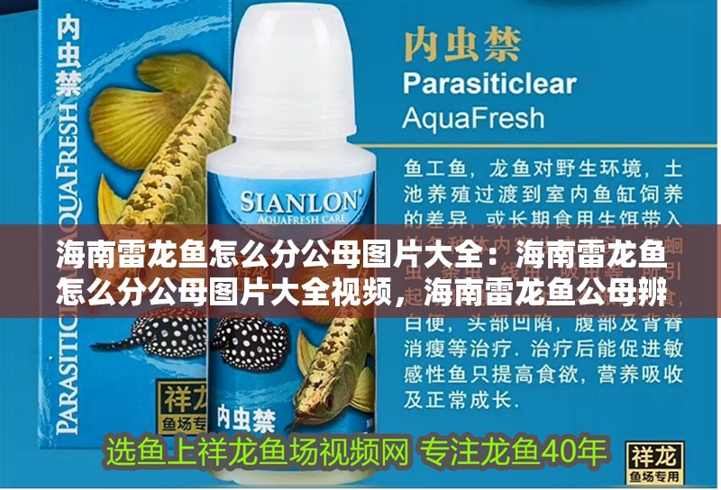 海南雷龍魚怎么分公母圖片大全：海南雷龍魚怎么分公母圖片大全視頻，海南雷龍魚公母辨別圖文視頻