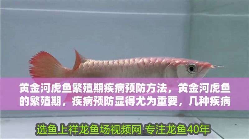 黃金河虎魚繁殖期疾病預防方法，黃金河虎魚的繁殖期，疾病預防顯得尤為重要，幾種疾病預防方法