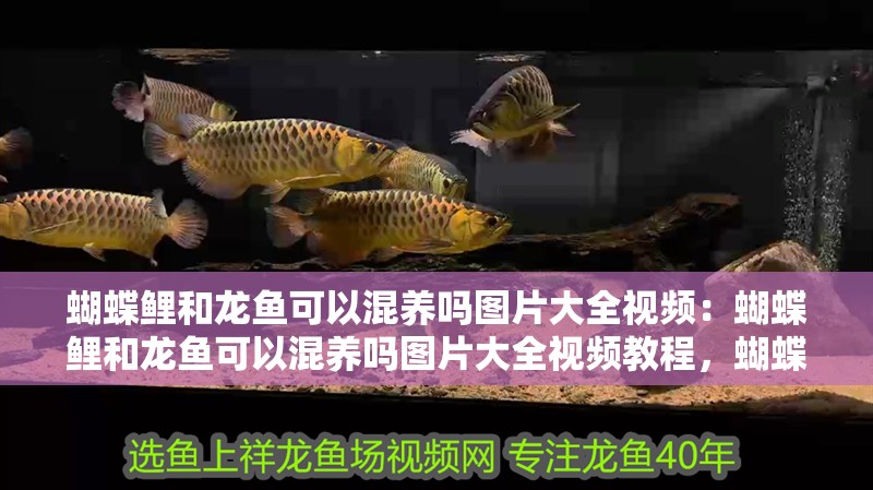 蝴蝶鯉和龍魚可以混養嗎圖片大全視頻：蝴蝶鯉和龍魚可以混養嗎圖片大全視頻教程，蝴蝶鯉與龍魚混養全攻略，圖片視頻教程詳解