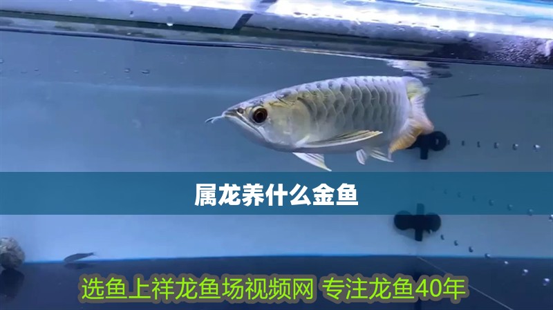屬龍養(yǎng)什么金魚(yú)