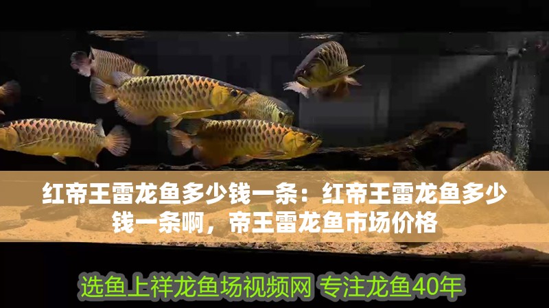 紅帝王雷龍魚多少錢一條：紅帝王雷龍魚多少錢一條啊，帝王雷龍魚市場價格