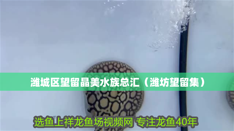 濰城區望留晶美水族總匯（濰坊望留集）