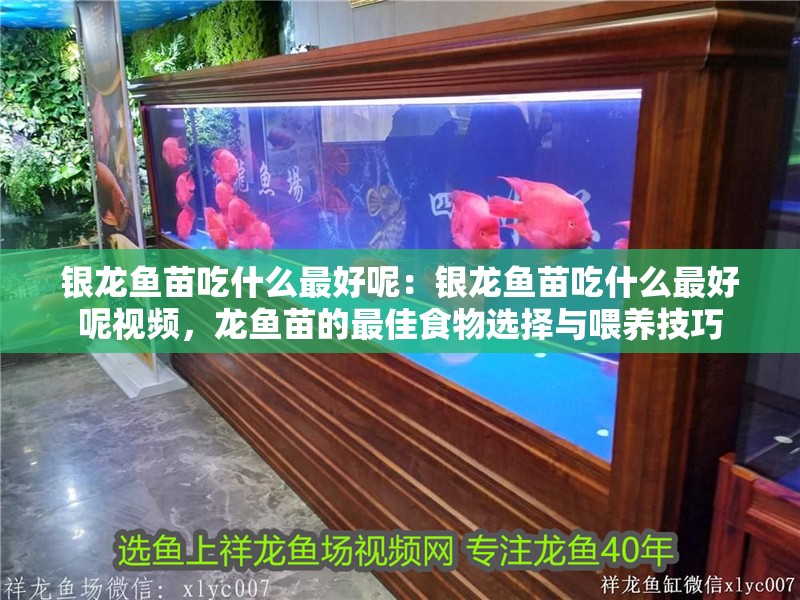 銀龍魚苗吃什么最好呢：銀龍魚苗吃什么最好呢視頻，龍魚苗的最佳食物選擇與喂養技巧