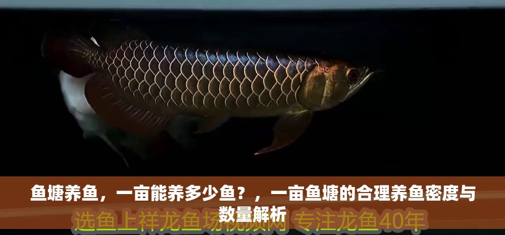 魚塘養(yǎng)魚，一畝能養(yǎng)多少魚？，一畝魚塘的合理養(yǎng)魚密度與數(shù)量解析