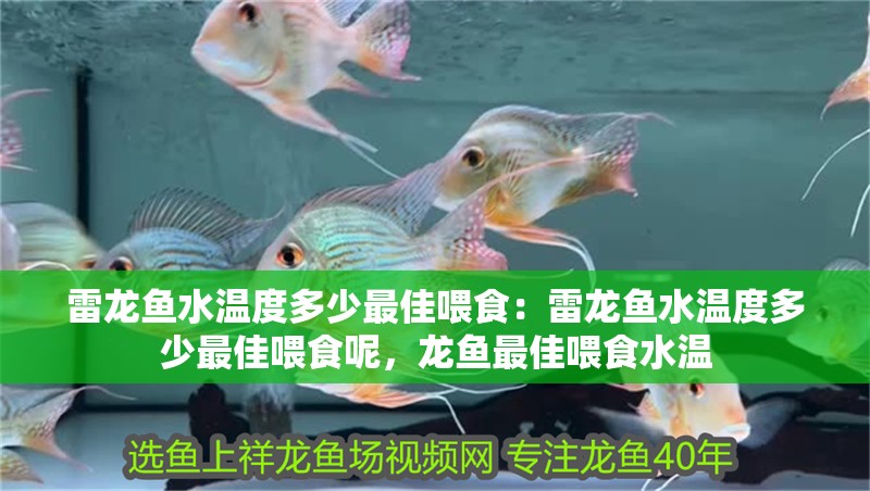 雷龍魚水溫度多少最佳喂食：雷龍魚水溫度多少最佳喂食呢，龍魚最佳喂食水溫