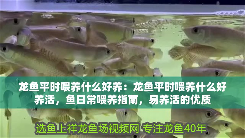 龍魚平時喂養什么好養：龍魚平時喂養什么好養活，魚日常喂養指南，易養活的優質